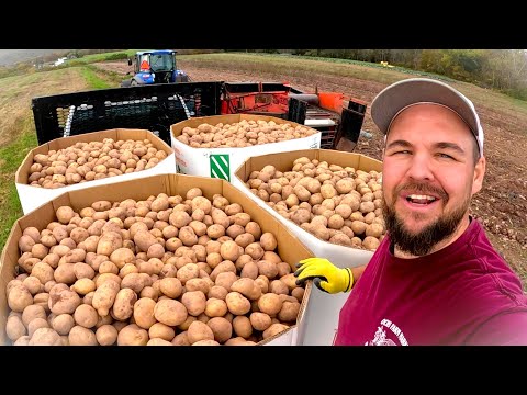 Видео: Урожай, который нам НУЖЕН