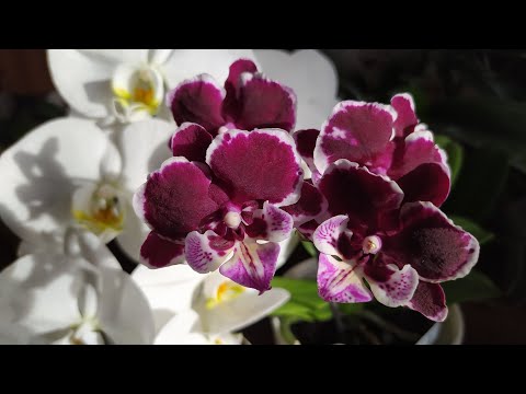 Видео: МОИ ОРХИДЕЙКИ ✨ ПОКУПКА ОРХИДЕИ И НЕМНОГО ДРУГИХ РАСТЕНИЙ ✨ #orchid #flowers #garden 