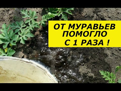 Видео: ЗА 1 РАЗ ИЗБАВИЛАСЬ ОТ МУРАВЬЕВ ! Я В ШОКЕ ! СУПЕР СПОСОБ