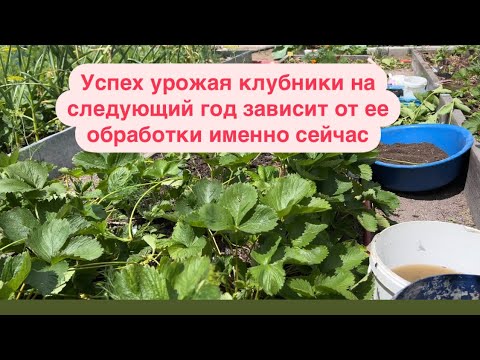 Видео: Как обработаешь клубнику сейчас, так и полопаешь ее на следующий год