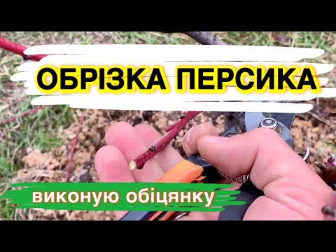 Видео: ОБРІЗКА ПЕРСИКА