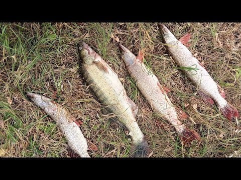 Видео: Осенний жор