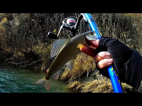 Видео: ЗА ХАРИУСОМ ПО МАЛЫМ РЕКАМ. ПО 5 ШТУК С ПЕРЕКАТА! Хариус в Новосибирске.