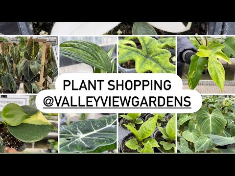 Видео: Магазин растений в Valleyview (редкие и обычные растения)