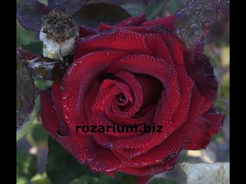 Видео: чайно-гибридная роза блек меджик, питомник роз полины козловой, rozarium.biz