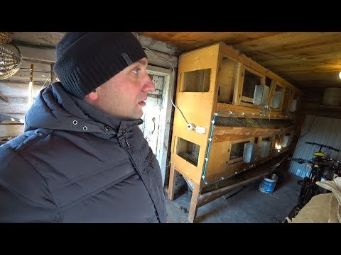 Видео: Гуси без сарая не замёрзнут//Отказался от кроликов