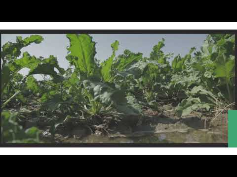 Видео: Қант қызылшасын қатараралық өңдеу