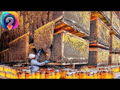 Видео: Как КРУПНЕЙШАЯ пчеловодческая ферма собирает миллионы литров меда — УНИКАЛЬНЫЕ КАДРЫ!