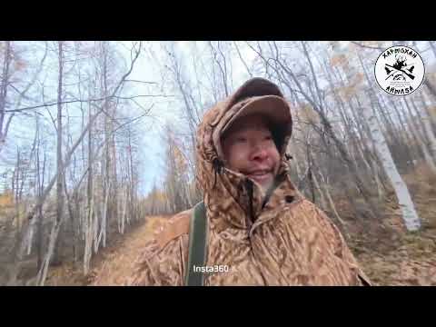 Видео: КҮҺҮҤҤҮ КУС АБЫЛАҤА -|- АРЫЫЛААХ 2025.