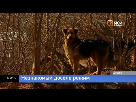 Видео: В Красноярском крае предлагают ввести режим экстраординарной ситуации из за нападений собак