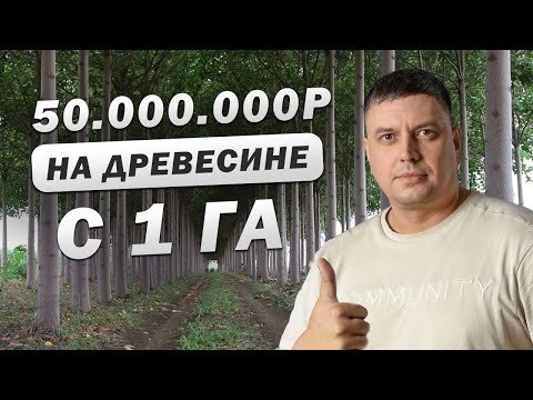Видео: Бизнес идея на быстрорастущих деревьях ПАВЛОВНИИ / Идеальный БЕЛЫЙ БИЗНЕС с большими доходами