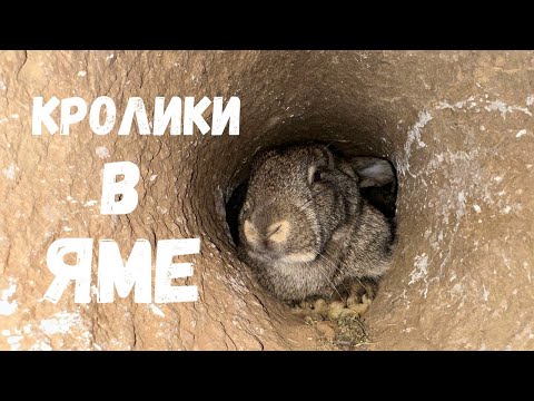 Видео: Кроличья Нора ИЗНУТРИ! Кролики в Яме Спустя Пол Года, Запускаю Кроликов в Вольер