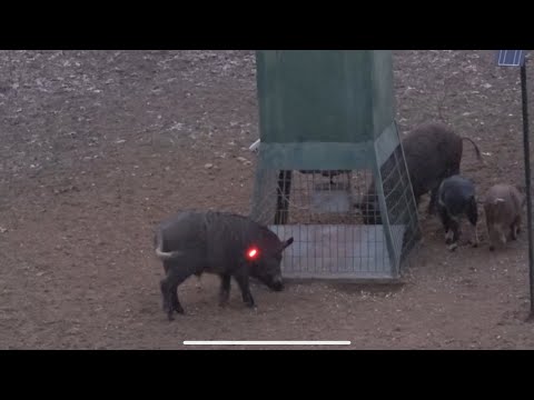 Видео: Наконец-то! Два кабана повержены... Почти