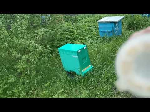 Видео: Раздаю неплодных маток