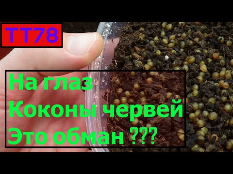Видео: ТТ78 коконы червей на глаз совет ИП Ткаченко Андрей Сергеевич