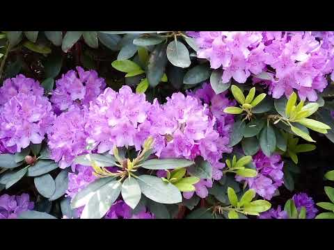 Видео: 6 ноября 2025 г.