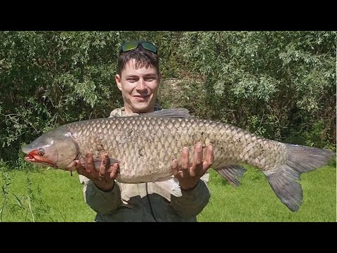 Видео: САМАЯ ЛУЧШАЯ РЫБАЛКА НА ХОПРЕ, Сазаны и Амуры РВУТ лески, дикие места, красивая природа