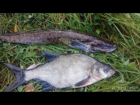 Видео: Ночная рыбалка на перемет,налим на перемет,лещ на перемет,червяк выползок,первые осенниие заморозки