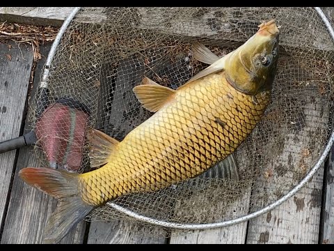 Видео: С Болонкой на карпа? Можно, но не нужно!
