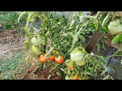 Видео: Подзимние томаты.  Результат