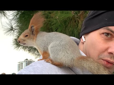 Видео: Коротко от Севастополя до Питера в поисках Гайки😎 #youtube #video