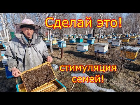 Видео: РАННЯЯ СТИМУЛЯЦИЯ СЕМЕЙ! Ревизия и сокращение!