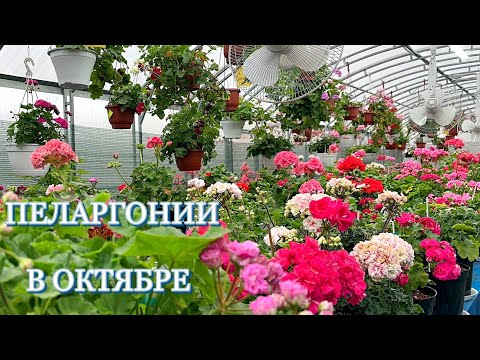 Видео: Обзор цветения пеларгоний в октябре. Часть 1.