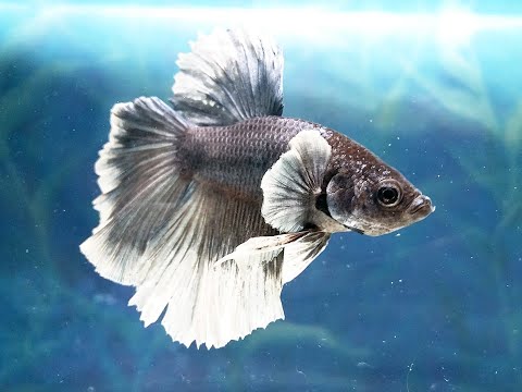 Видео: Нерест петушков 3 Причины неудач