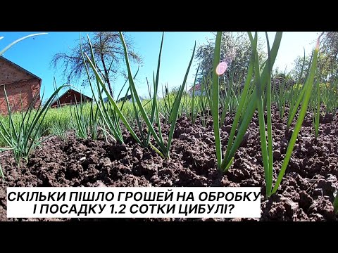 Видео: Фінансові затрати на вирощування 1 сотки цибулі в 2023