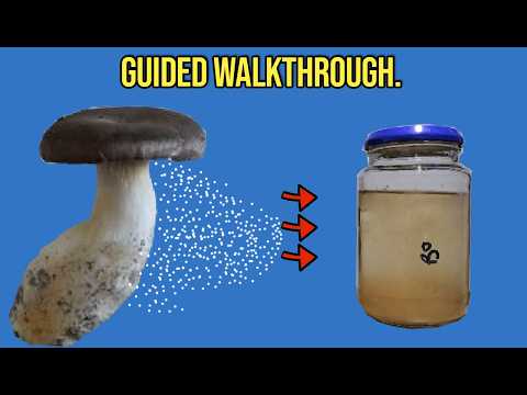 Видео: Превращение спор в жидкую культуру (бокс с неподвижным воздухом).