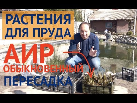 Видео: РАСТЕНИЯ ДЛЯ ПРУДА // АИР обыкновенный помогает чистить воду // Водные растения для пруда.