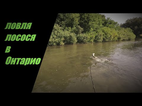 Видео: Рыбалка в Канаде. Ловлю лосося. Икра.