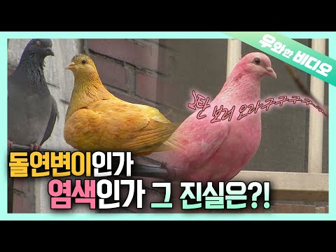 Видео: Розовый голубь Эпизод 2 !! С историей золотого голубя ?!