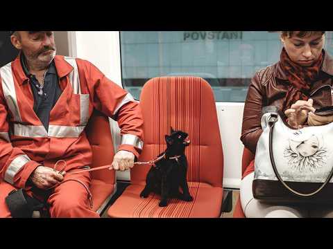 Видео: Я хотел милого кота, но Бог дал мне ворчливого кота 😹