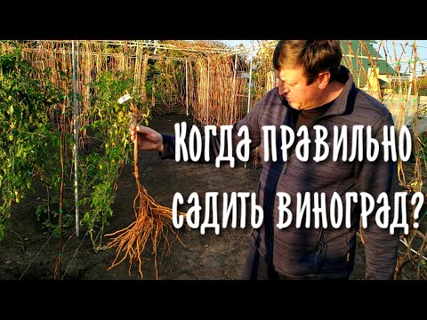 Видео: Когда садить виноград? Осенью или весной? Правильная яма для посадки винограда.