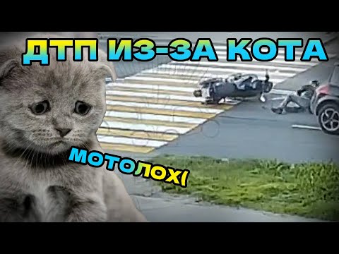Видео: Разбор МОТОДТП с котиком! Авария по вине усатого! #дтп2024 #авария