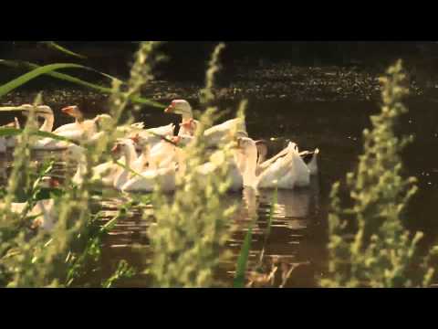 Видео: В Волгоградской области власти района «задушили» точки роста территории