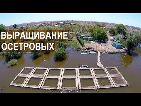 Видео: Олег Львов об особенностях выращивания русского осетра и волжской стерляди на ферме Синеморцо.