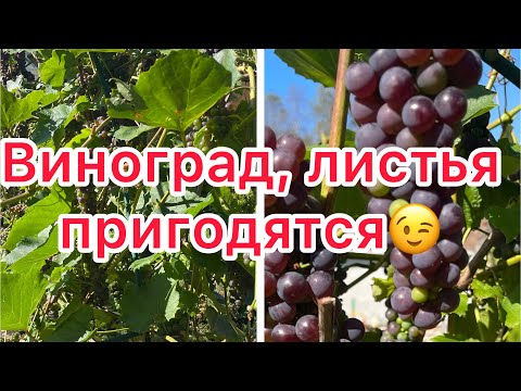 Видео: Как заготавливаю виноградные листья для долмы.