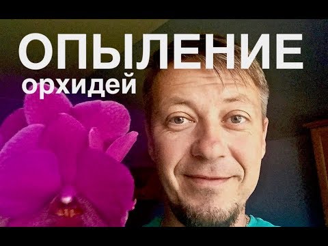 Видео: КАК ОРХИДЕЮ РАЗМНОЖИТЬ в домашних условиях, ОПЫЛЕНИЕ