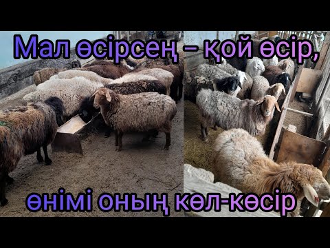 Видео: ЕҢ ПАЙДАЛЫ КӘСІП. ҚОЙ БОРДАҚЫЛАУ ӘДІСІ. ЫНҒАЙЛЫ ҚОРА ЖАЙ