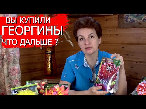 Видео: Вы купили георгины - что дальше?