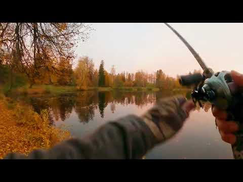 Видео: Щука в городском парке, твичинг "Rudra"
