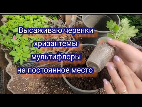 Видео: Высаживаю черенки хризантемы в кашпо