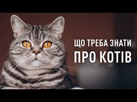 Видео: Коти. Все, що варто знати про котів. Що придбати, як доглядати, чим годувати? Поради ветеринара