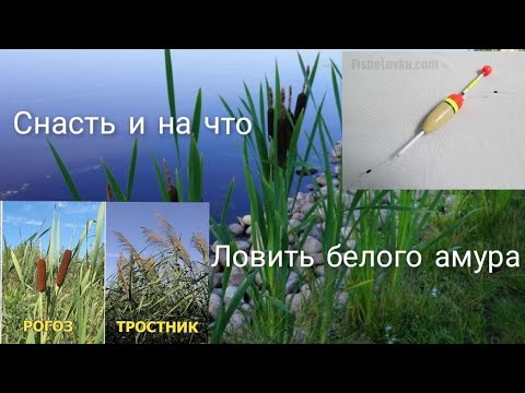 Видео: Снасть и на что ловить белого амура