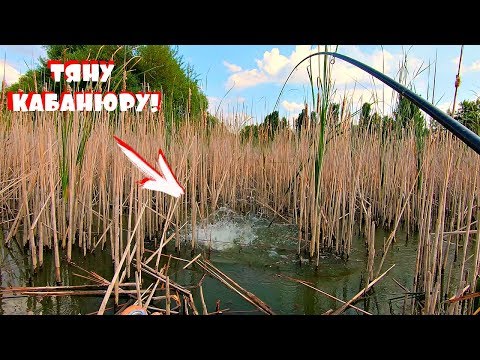 Видео: В этих камышах собралась вся рыба с реки! Самая уловистая снасть на карпа летом!