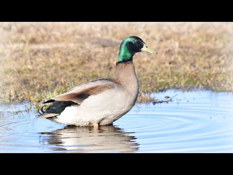 Видео: Весенняя охота на уток с чучелами и подсадными!