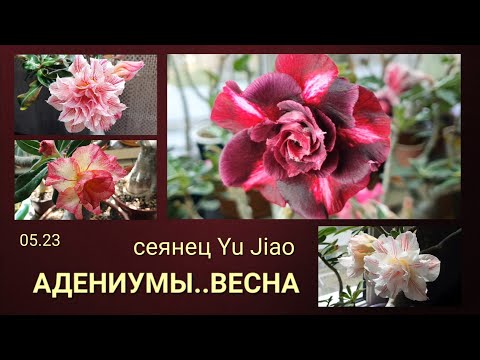 Видео: Цветение Адениумов  Потрясный сеянец Yu Jiao