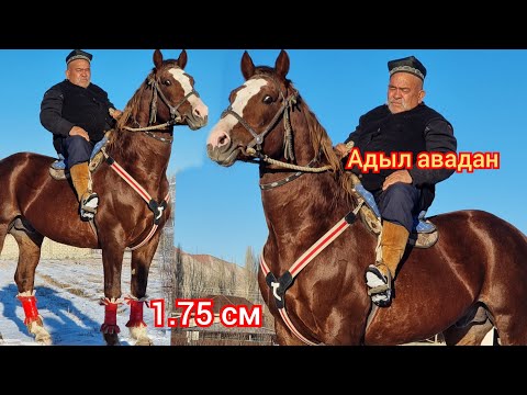 Видео: ЗОЛОТОЙ  1.75 см  Адыл авадан  Чыкты  / эки  АТ   Пай пай пай Мындай Чыгарылыш бир болот😱